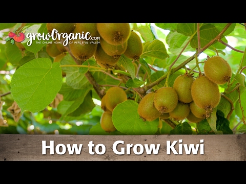 Kiwi Farm IOS