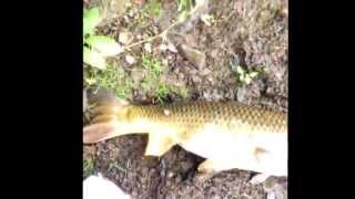 preview picture of video 'Chartiers creek carp and smallmouth bass'