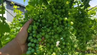 Italia -italienesc și VICTORIA ROMÂNESC