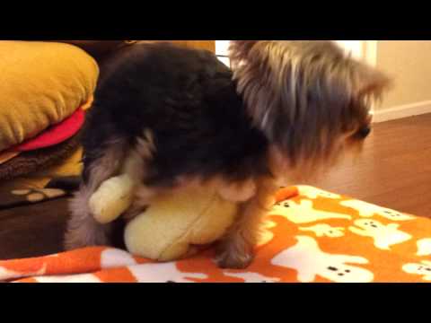 download lagu mp3 mp4 Stuffed Baby Yorkies, download lagu Stuffed Baby Yorkies gratis, unduh video klip Stuffed Baby Yorkies