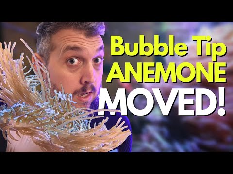 BUBBLE TIP ANEMONE MOVING ON TOP OF CORALS?! How I Solved this Problem!