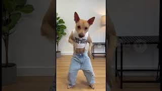 #Milly #Y2KStyle #DogOutfit #DanceCover #SmoothTransitions #SmallestWaist #PetSass #DogDancer