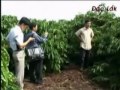 Chế Phẩm Sinh Học Vườn Thái Giúp Cây Cà Phê Phát Triển Tốt, Tăng Năng Suất