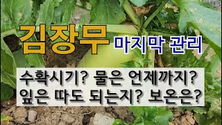 김장무 마지막 관리 방법 #수확시기? #물은 언제까지? #잎은 따도 되는지? #보온은 어떻게?