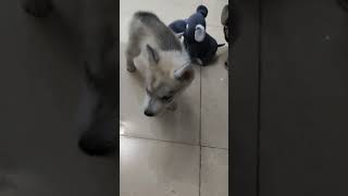 Wolfdog Puppies Videos