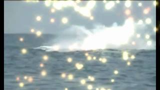 Electric Light Orchestra - The whale