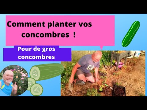 , title : 'Comment planter vos concombres au jardin ou en serre ?'