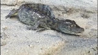 Miniatura do vídeo