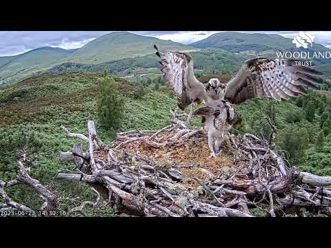 Is Affric more accepting of LV0's attempts at mating on Loch Arkaig Osprey Nest One? 23 Jun 2023