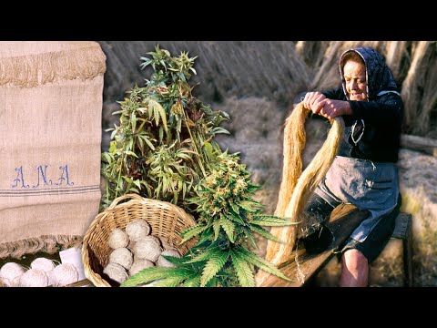 El CÁÑAMO o CANNABIS sativa. MESES de duro trabajo en FAMILIA para transformar sus FIBRAS en TEJIDOS