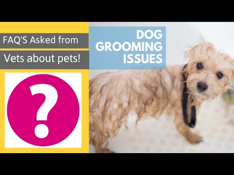 Some of the most frequent concerns of dog owners |FAQ's | Vet Visit