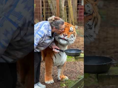 This is 20 years of LOVE 🐯❤️ #tiger #tigerlove #lion #tigre #caressedetigre