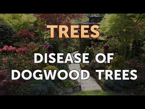 download lagu mp3 mp4 Dogwood Diseases, download lagu Dogwood Diseases gratis, unduh video klip Dogwood Diseases