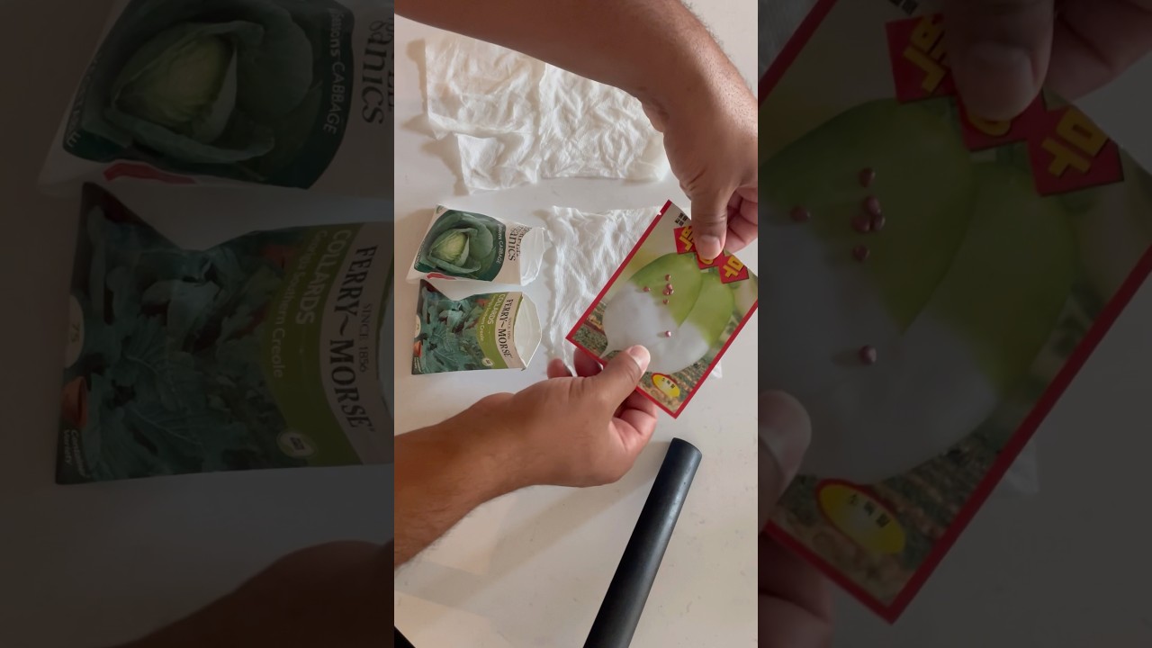 Easily germinate your seeds! #backyardgardening #vegetables #sprout #germinatingseeds #easy