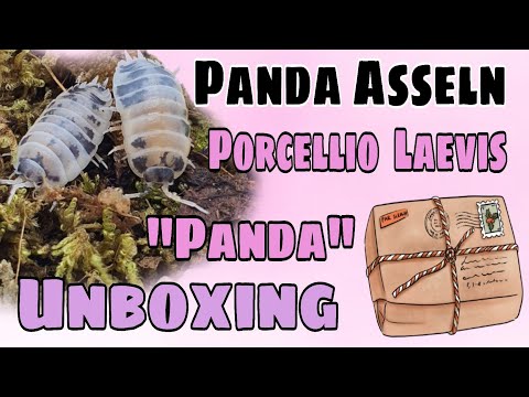 Panda Asseln / Porcellio Laevis "Panda" Unboxing und ein paar Infos