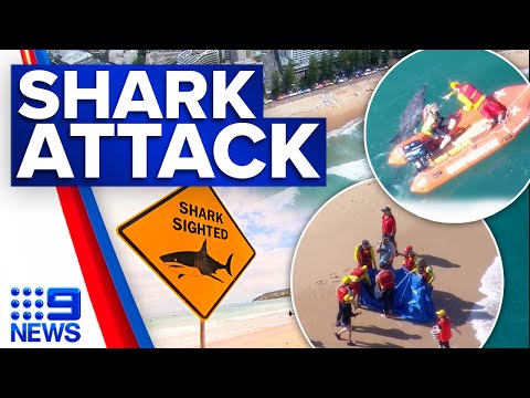 Dolphin fatally attacked by shark at Sydney's Manly Beach | 9 News Australia