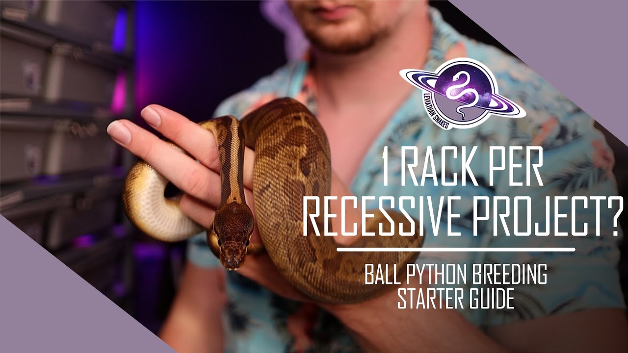 Ball Python Breeding Starter Guide | How Much Space is Needed to Work a Recessive Project?