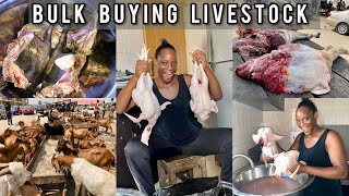 How i buy Livestocks in bulk | See How I Cleaned and Stored the Livestocks to last for a long time