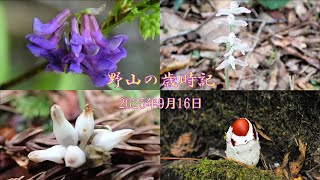 野山の歳時記　キノコと秋の花　2025年9月16日