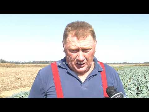 Proizvođači kupusa očekuju dobru zaradu