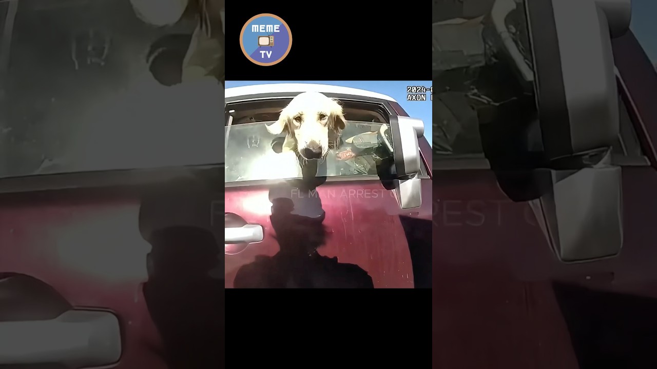 猛暑の中、車内に閉じ込められたレトリバーを救助した警察