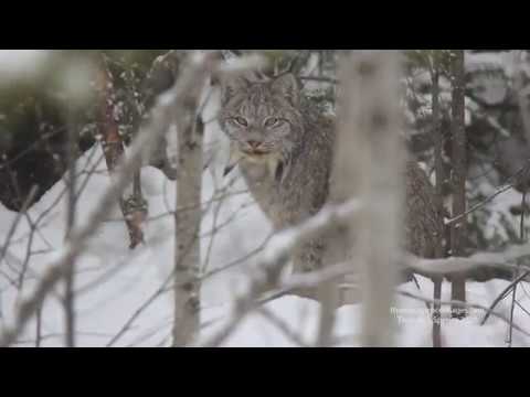 Canada Lynx - Winter 2020 in Minnesota