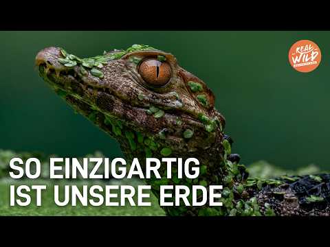 Die BESTEN Naturdokus zum Einschlafen | XXL Planet Erde