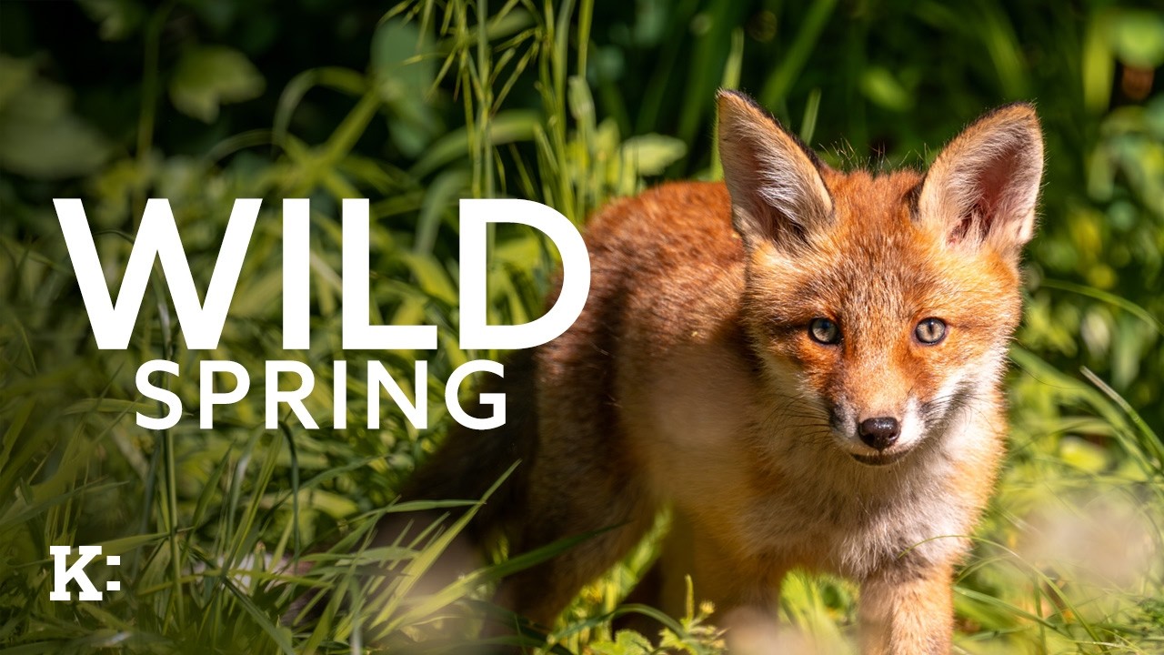 Wild Spring - Trailer | Knowledge Network