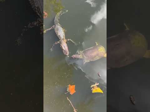 Ataque 🐊 #cocodrilo #caiman #tortuga #tortugas #animales