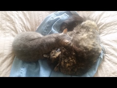 Nalini Bean and Chloe Grace - Cuddle Kitties