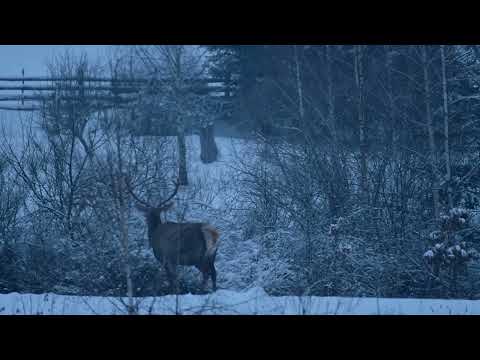 Cerbul lângă Pensiunea Casa Ioana
