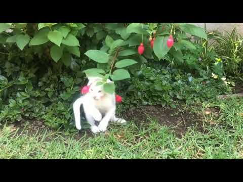 a cute cat playing