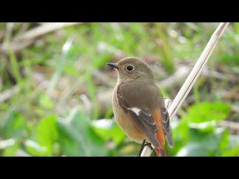 Tico Tico no Fubá (Zequinha de Abreu)