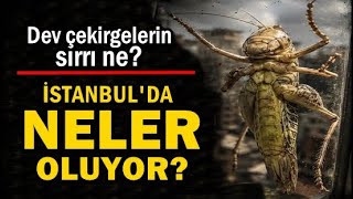 BU İSTİLA NORMAL DEĞİL! İSTANBUL’U BASAN DEV ÇEKİRGELERİN SIRRI NE?