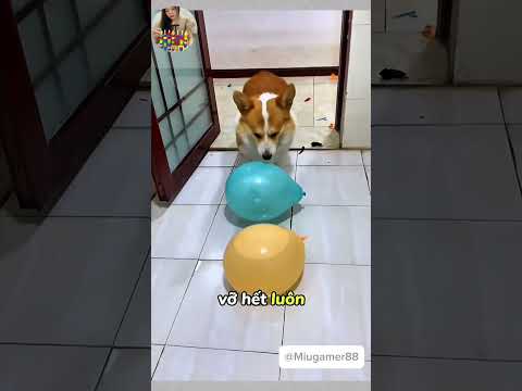 Các bạn like cho chú cún nhé