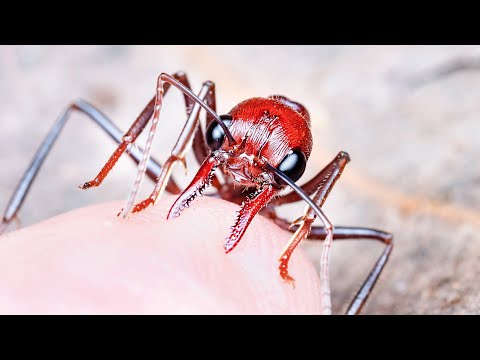 2cmもある毒アリの群れに近づいたら、危険すぎた