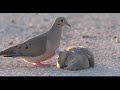 Mourning Dove - The Loss