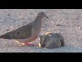 Mourning Dove The Loss