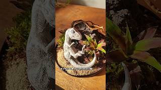 Plantando un terrario T-REX 🦖🌿 #terrario #dinosaurios #trex