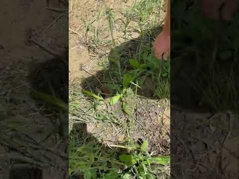 Introduzione Corte d'aibo