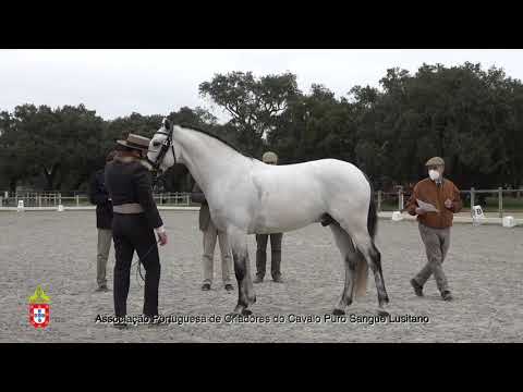 210201 5 Morante - Aprovação de Garanhões