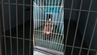 Video preview image #1 American Pit Bull Terrier-Unknown Mix Puppy For Sale in Pasadena, CA, USA
