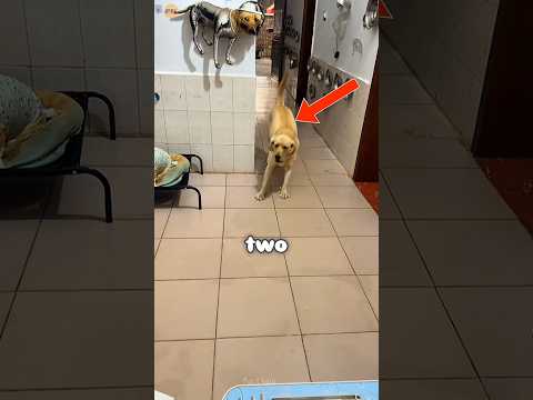 Why the Little Dog Always Gets the Best Food #shortvideos #shortsfeed #shortsviral