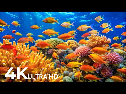 The Best 4K Aquarium - Stunning Coral Fish & Jellyfish - Peaceful Relaxing Music for Deep Sleep #79