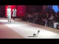 Actual cat walks down catwalk at fashion show