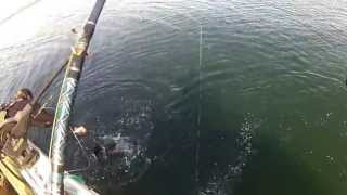 preview picture of video 'black rockfish swarm kodiak alaska'