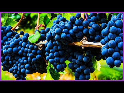 Wine Grape Harvest Technology and Processing Grape Juice | Grape Harvest Machine