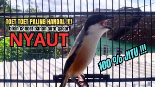 Download lagu burung cendet gacor TOET TOET JITU buat PANCINGAN CENDET AGAR BUNYI bikin BURUNG PENTET GACOR EMOSI mp3 Download lagu burung cendet gacor TOET TOET JITU buat PANCINGAN CENDET AGAR BUNYI bikin BURUNG PENTET GACOR EMOSI mp3