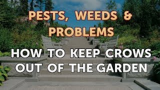 How to Keep Crows out of the Garden