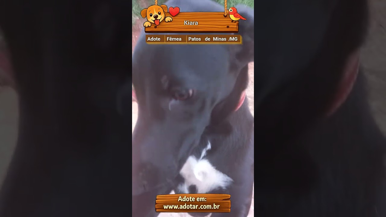 Cachorro raça SRD-ViraLata idade 1 ano nome Kiara